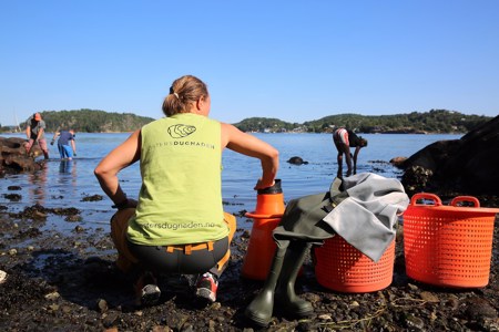 Folkedugnad for å bekjempe stillehavsøsters